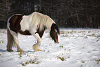 Irish Tinker im Schnee