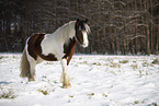 Irish Tinker im Schnee