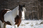 Irish Tinker im Schnee