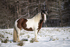 Irish Tinker im Schnee