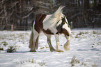 Irish Tinker im Schnee