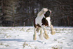 Irish Tinker im Schnee