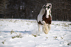 Irish Tinker im Schnee