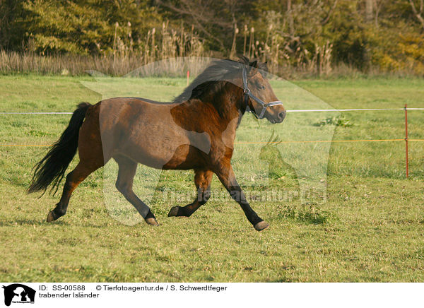 trabender Islnder / trotting Icelandic horse / SS-00588
