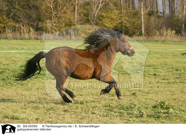 galoppierender Islnder / galloping Icelandic horse / SS-00590