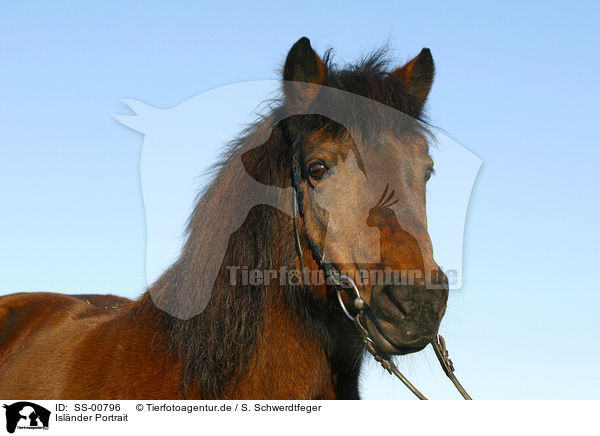 Islnder Portrait / Icelandic horse portrait / SS-00796
