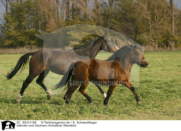 Islnder und Sachsen Anhaltiner Warmblut / Icelandic horse and warmblood / SS-01186