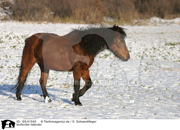 laufender Islnder / walking Islandic horse / SS-01545
