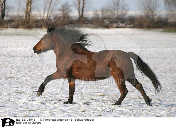 Islnder im Galopp / galloping Islandic horse / SS-01548