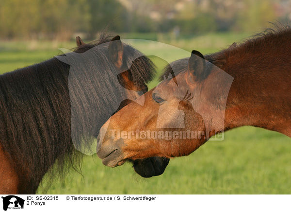 2 Ponys / 2 Ponies / SS-02315