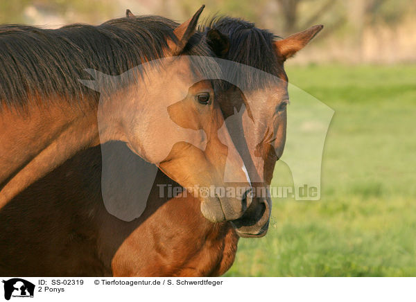 2 Ponys / 2 Ponies / SS-02319