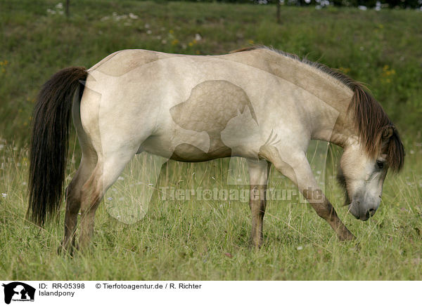 Islandpony / Icelandic horse / RR-05398