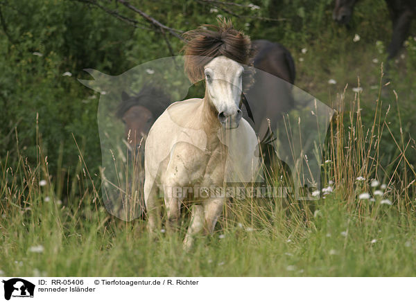 renneder Islnder / running horse / RR-05406