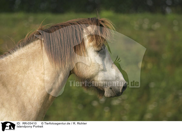 Islandpony Portrait / Icelandic horse Portrait / RR-05410