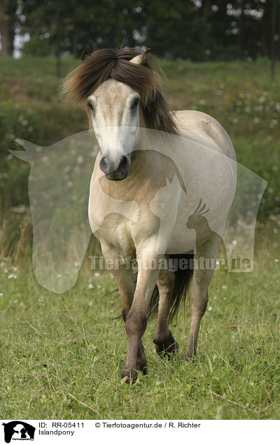 Islandpony / Icelandic horse / RR-05411