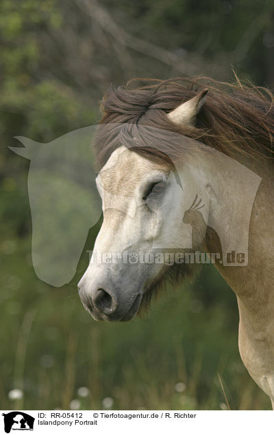 Islandpony Portrait / Icelandic horse Portrait / RR-05412