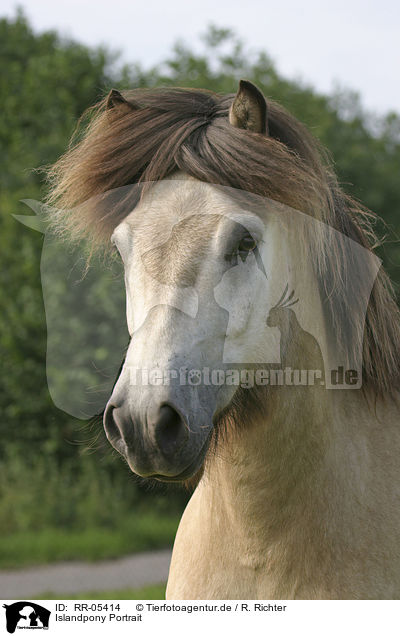 Islandpony Portrait / Icelandic horse Portrait / RR-05414