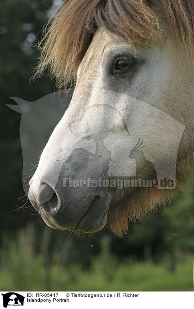 Islandpony Portrait / Icelandic horse Portrait / RR-05417