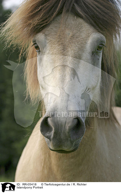 Islandpony Portrait / Icelandic horse Portrait / RR-05418
