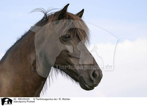 Islandpony Portrait / Icelandic horse Portrait / RR-05420