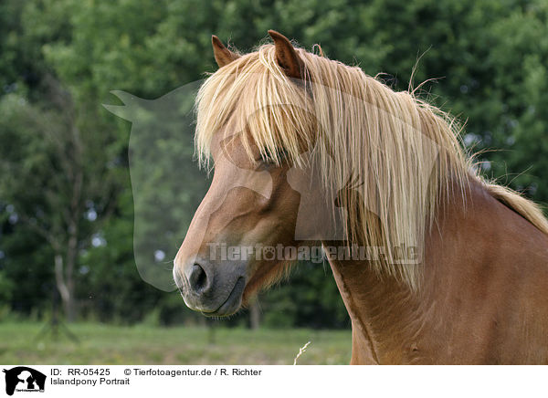 Islandpony Portrait / Icelandic horse Portrait / RR-05425