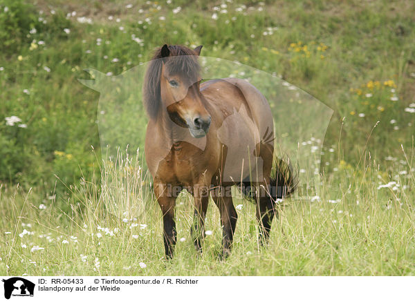 Islandpony auf der Weide / Icelandic horse / RR-05433