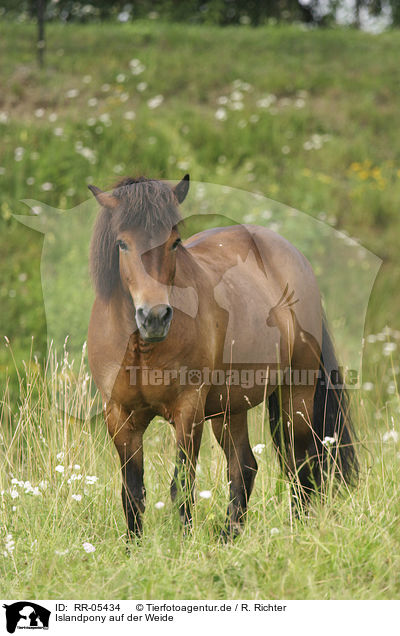 Islandpony auf der Weide / Icelandic horse on meadow / RR-05434