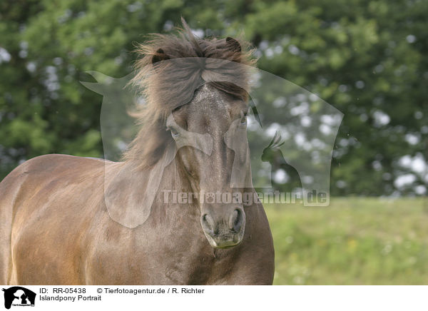 Get Island Pony Kaufen Gif