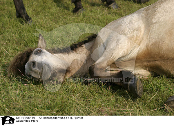 wlzendes Pferd / wallowing horse / RR-05446