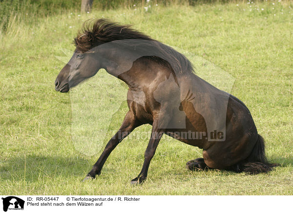 Pferd steht nach dem Wlzen auf / stand up after wallowing / RR-05447