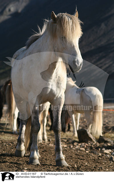 stehendes Islandpferd / standing horse / AVD-01167