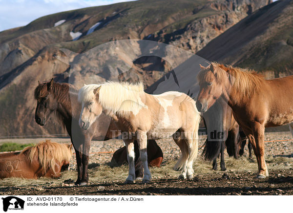 stehende Islandpferde / standing horses / AVD-01170