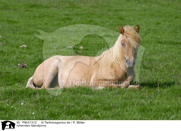 ruhendes Islandpony / PM-01312