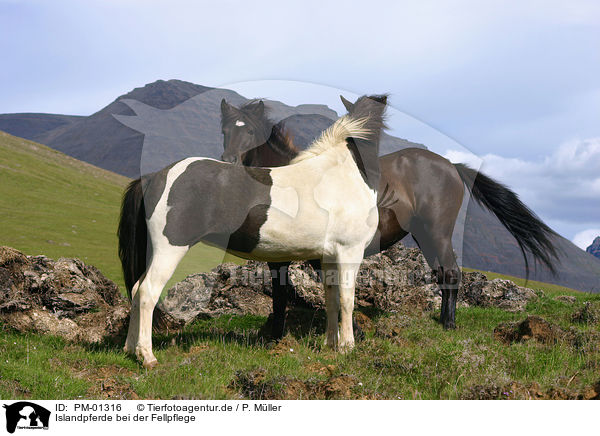 Islandpferde bei der Fellpflege / cleaning horses / PM-01316