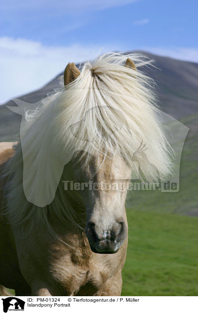 Islandpony Portrait / Icelandic horse Portrait / PM-01324