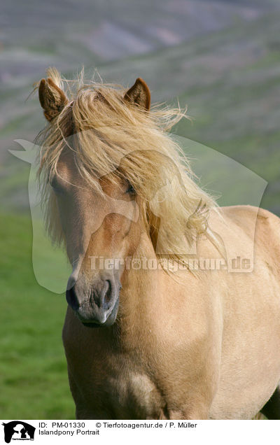 Islandpony Portrait / Icelandic horse Portrait / PM-01330