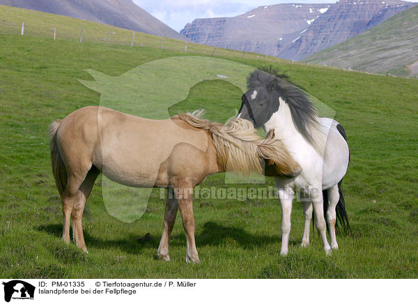 Islandpferde bei der Fellpflege / cleaning horses / PM-01335
