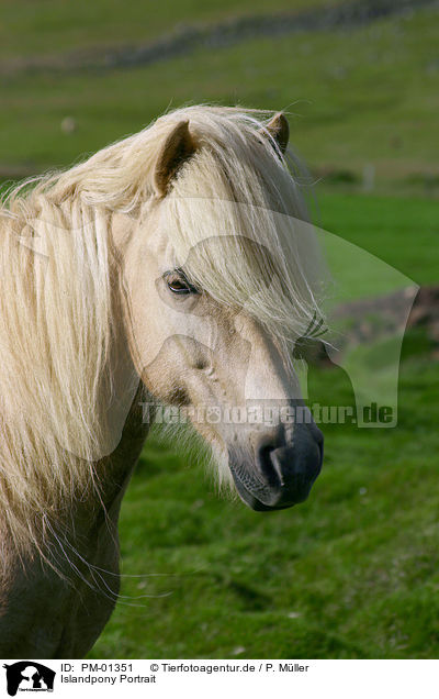 Islandpony Portrait / Icelandic horse Portrait / PM-01351