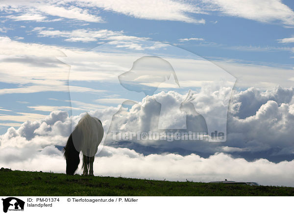 Islandpferd / Icelandic horse / PM-01374