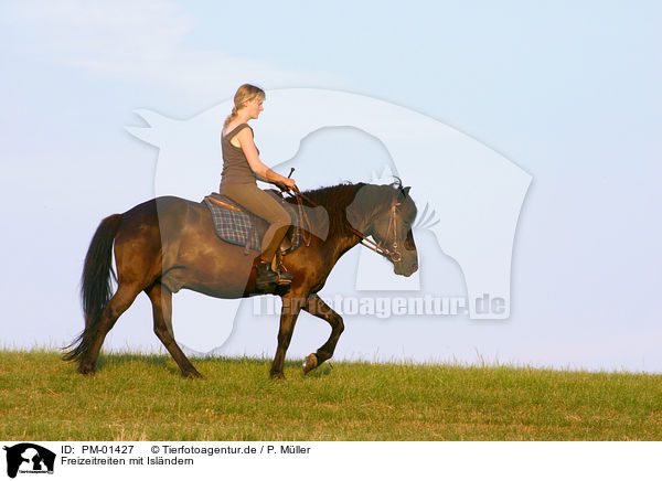 Freizeitreiten mit Islndern / riding with Icelandic horse / PM-01427
