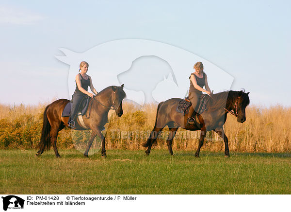 Freizeitreiten mit Islndern / riding with Icelandic horses / PM-01428