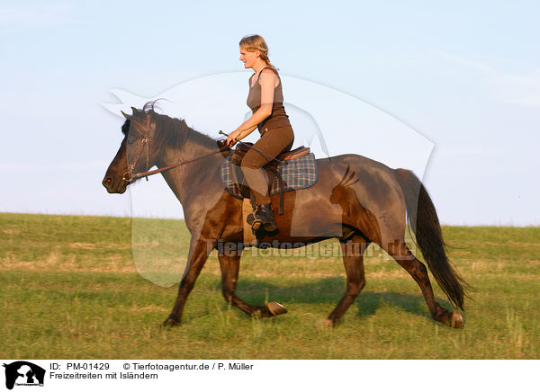 Freizeitreiten mit Islndern / riding with Icelandic horse / PM-01429
