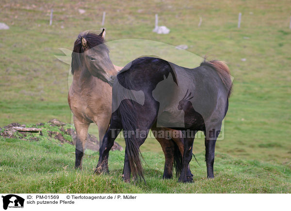 sich putzende Pferde / cleaning horses / PM-01569