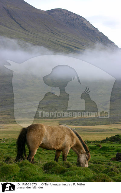 grasender Islnder / grazing Icelandic horse / PM-01573