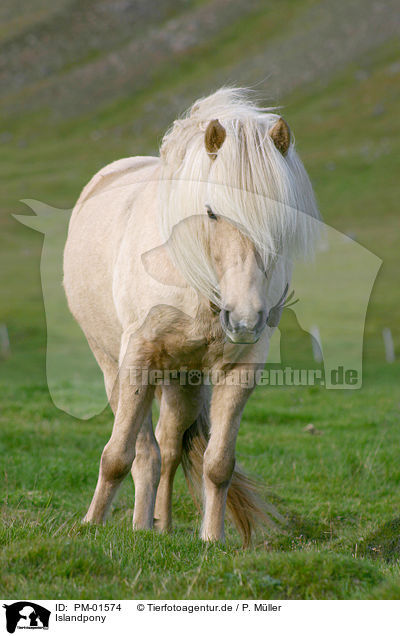 Islandpony / Icelandic horse / PM-01574