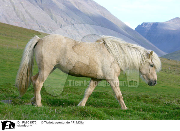 Islandpony / Icelandic horse / PM-01575