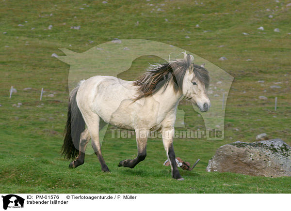 trabender Islnder / trotting Icelandic horse / PM-01576