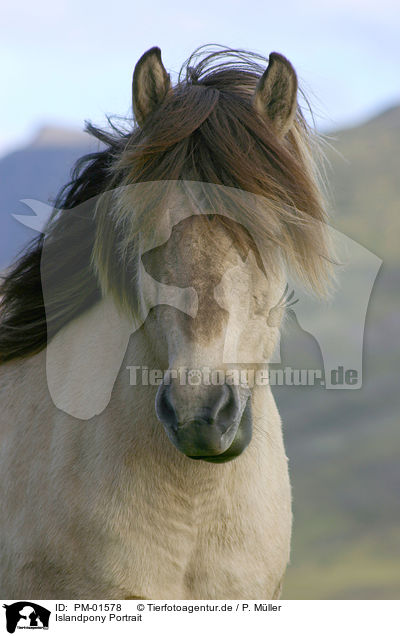 Islandpony Portrait / Icelandic horse Portrait / PM-01578