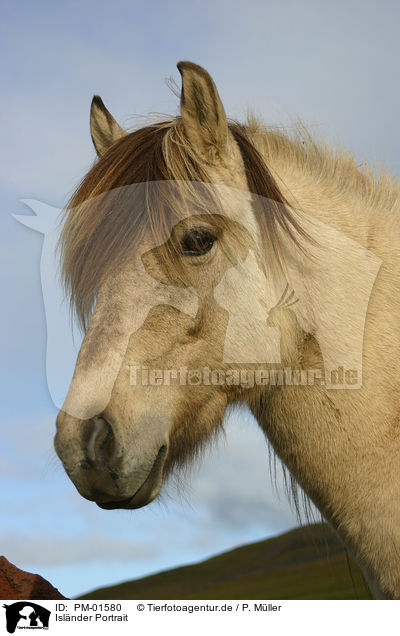 Islnder Portrait / Icelandic horse Portrait / PM-01580