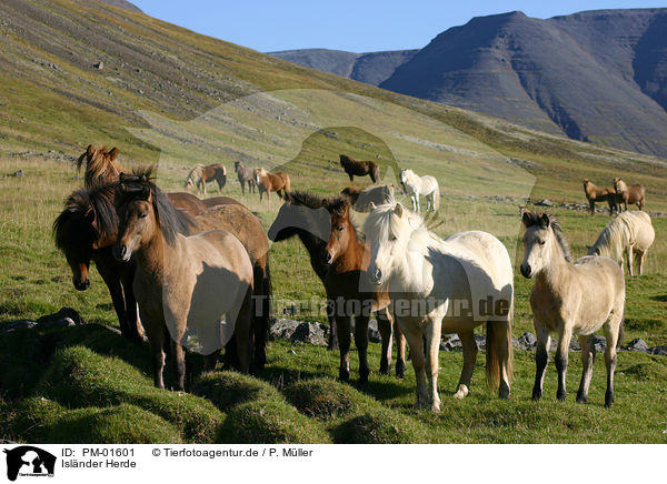 Islnder Herde / Herd of Icelandic horses / PM-01601